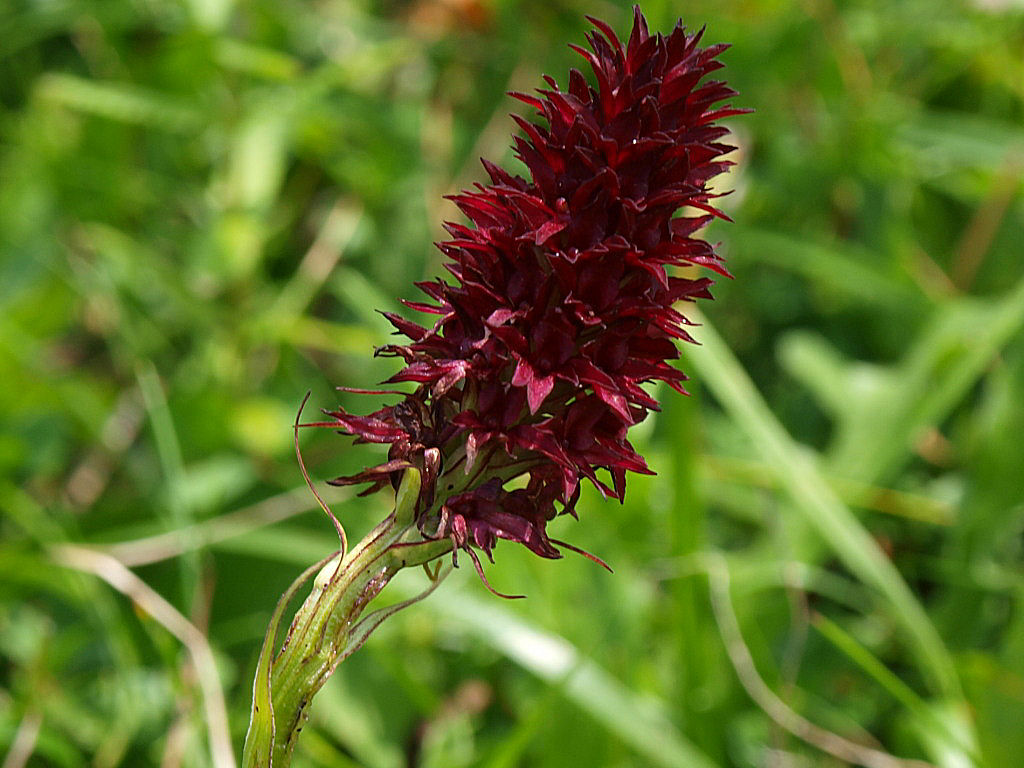 Nigritella